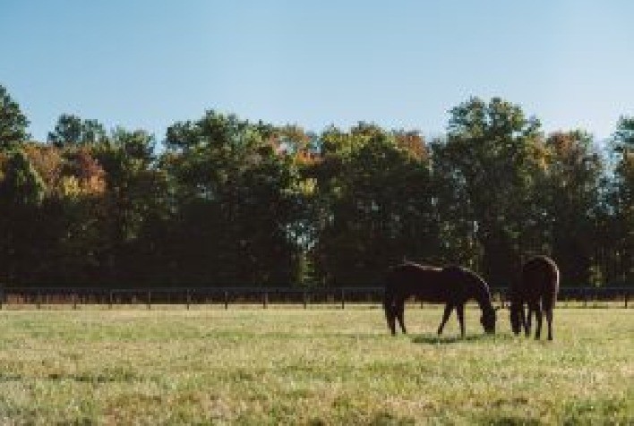 Zoetis alerta para risco elevado de encefalomielite equina nas chuvas e reforça importância da vacinação preventiva