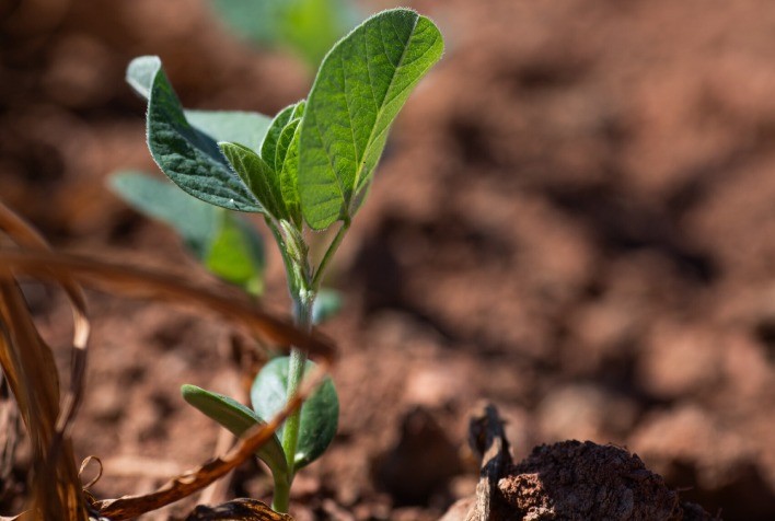 Plantio de soja avança no Brasil, mas mercado segue pressionado por fatores políticos e incertezas externas