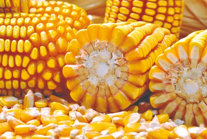 Mercado de milho avança na B3, mas negociações físicas seguem lentas nos principais estados produtores