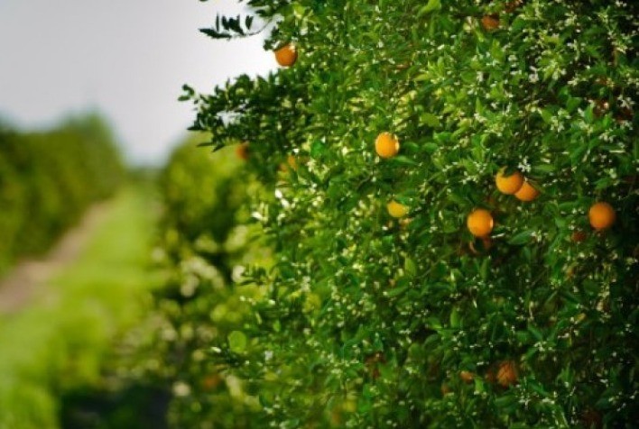 Chuvas beneficiam safra de citros, mas ventos e granizo preocupam produtores