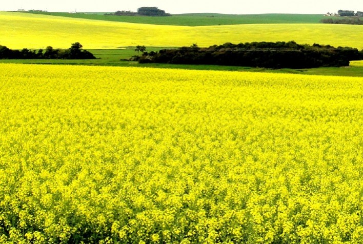Chuvas intensas reduzem produtividade da canola, mas cultura segue avançando no Rio Grande do Sul