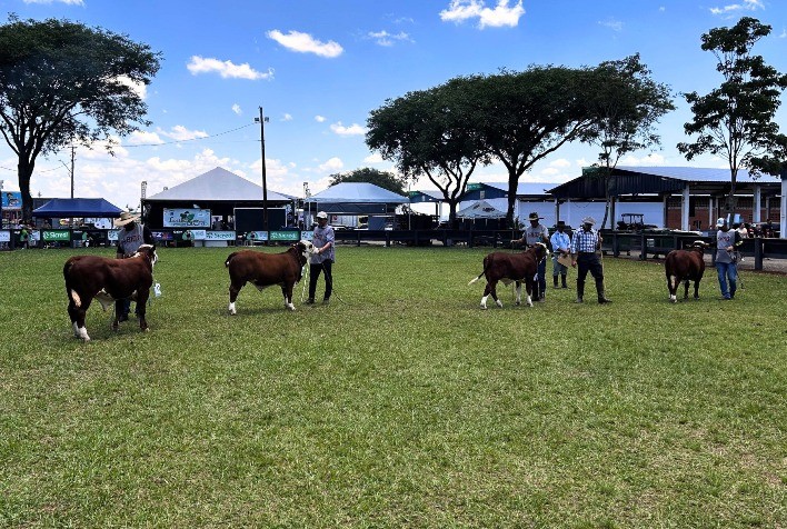 ExpoVizinhos destaca avanços genéticos das raças Hereford e Braford no Paraná