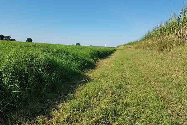 Brasil precisa aumentar em 70% a produtividade agrícola até 2050 sem expandir área plantada
