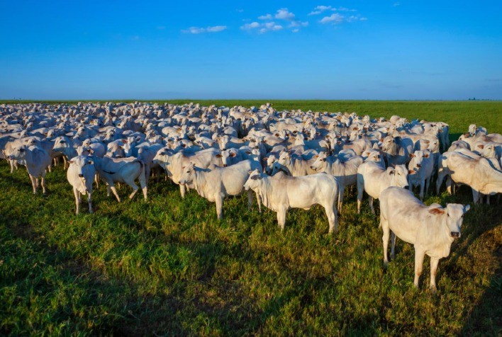 Chuvas intensificam riscos nas pastagens: controle do capim-navalha e da cigarrinha-das-pastagens exige atenção redobrada