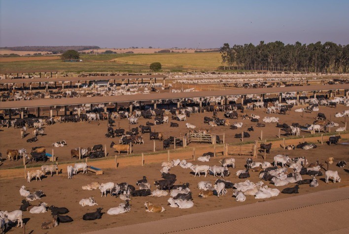 Confinamento se consolida como estratégia essencial para antecipar ganhos no “Jogo da Reposição” de 2026