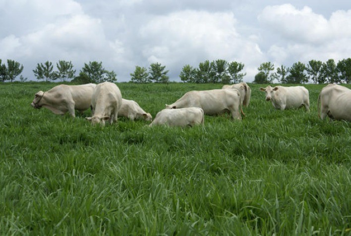 Chuvas abrem janela ideal para o plantio de pastagens: veja orientações da Embrapa