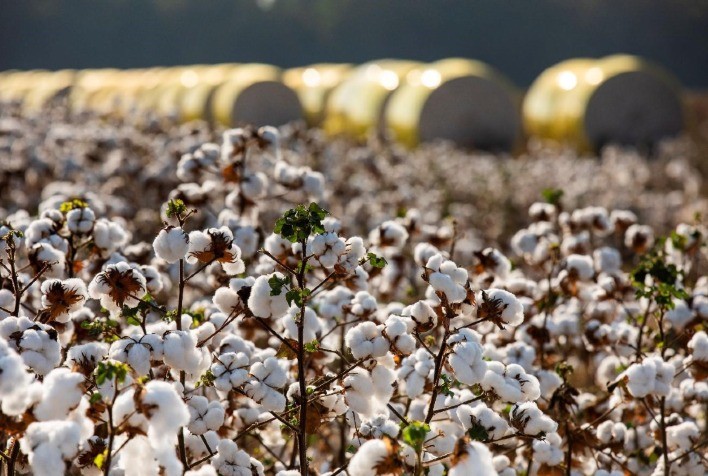 Digitalização e novas sementes elevam produtividade do algodão em até 10 arrobas por hectare