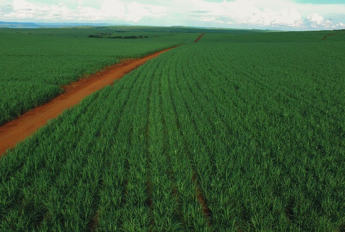 Koppert e Tereos substituem 50% do controle químico por soluções biológicas em áreas de cana-de-açúcar