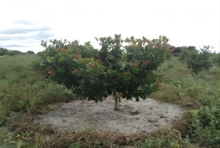 Nova recomendação de adubação reduz 70% dos custos no plantio do cajueiro-anão e mantém crescimento das plantas