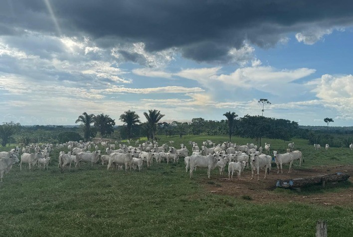 Chuvas favorecem recria de gado, mas manejo cuidadoso é essencial para garantir saúde e desempenho