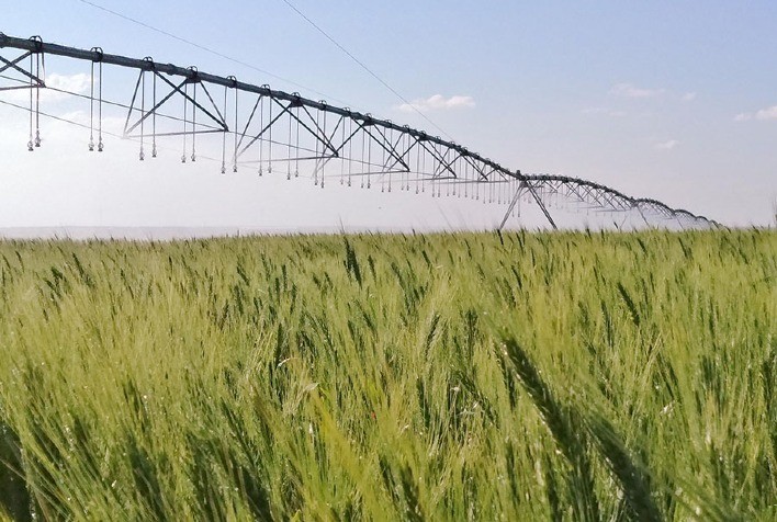 Irrigação estratégica do trigo no Cerrado reduz emissões de gases de efeito estufa e mantém alta produtividade