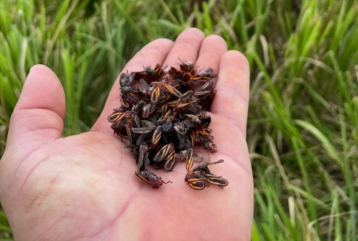 Pragas ameaçam pastagens e desempenho da pecuária no Brasil: cigarrinha e carrapato exigem manejo integrado