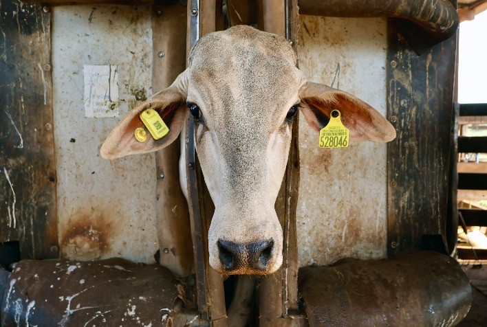 Pecuária 4.0: iBOI lança brinco IoT com tecnologia Qualcomm para monitoramento inteligente de rebanhos