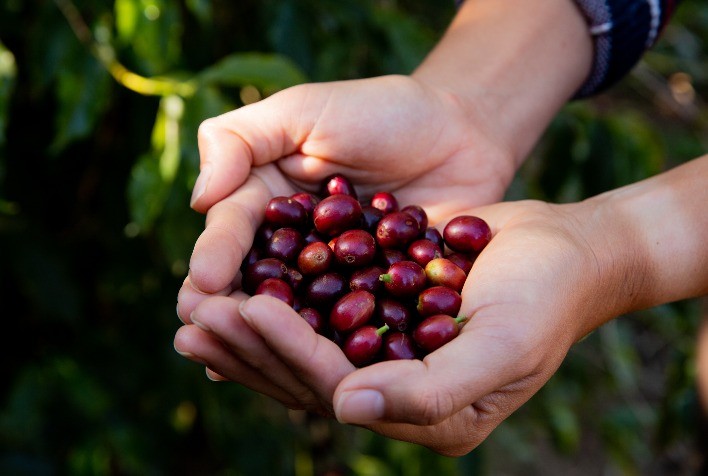 Itaú BBA projeta safra maior de café em 2026, mas alerta para riscos climáticos e volatilidade no mercado