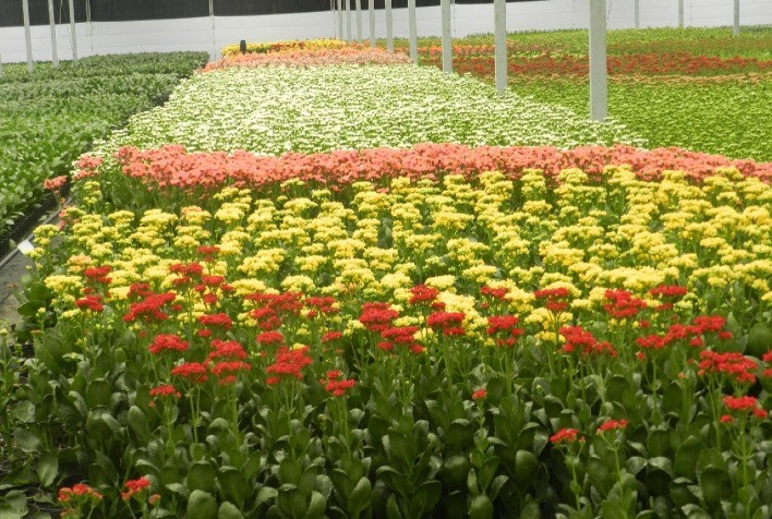 Floricultura brasileira movimenta R$ 21 bilhões em 2024 e registra crescimento de quase 10%