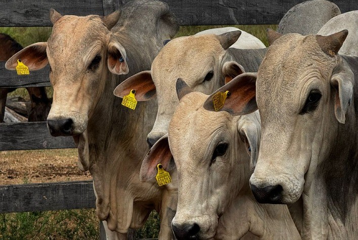 Pará adia rastreamento obrigatório de gado para 2030 e preocupa ambientalistas
