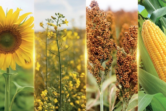 Advanta Seeds aposta em genética própria e amplia atuação no Brasil com foco em sorgo, canola, girassol e milho