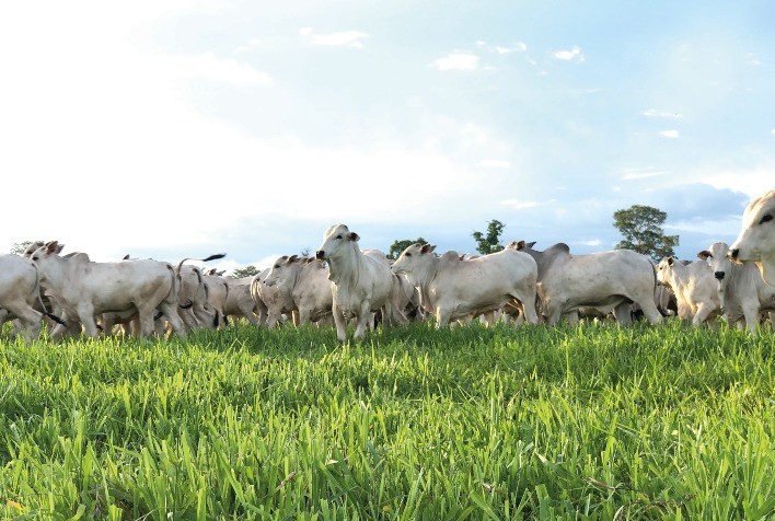 Agroallianz lança linha de pastagem para impulsionar produtividade e qualidade na pecuária brasileira