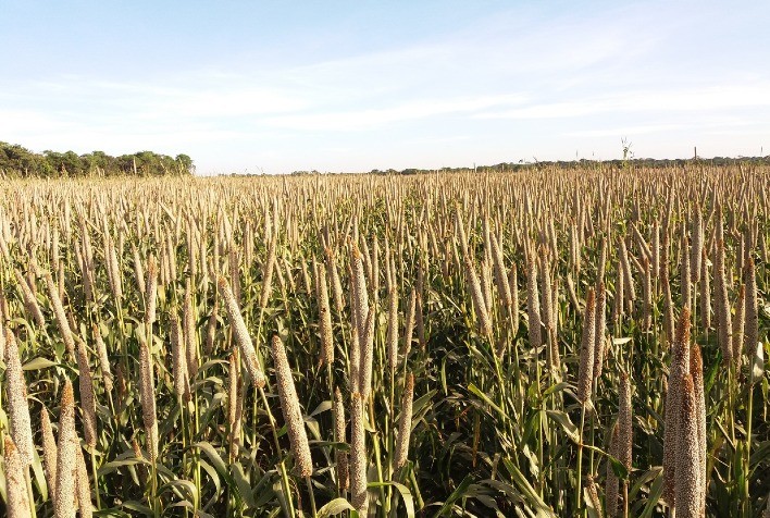 Milheto granífero ganha espaço na 2ª safra e se consolida como alternativa segura ao milho em 2025