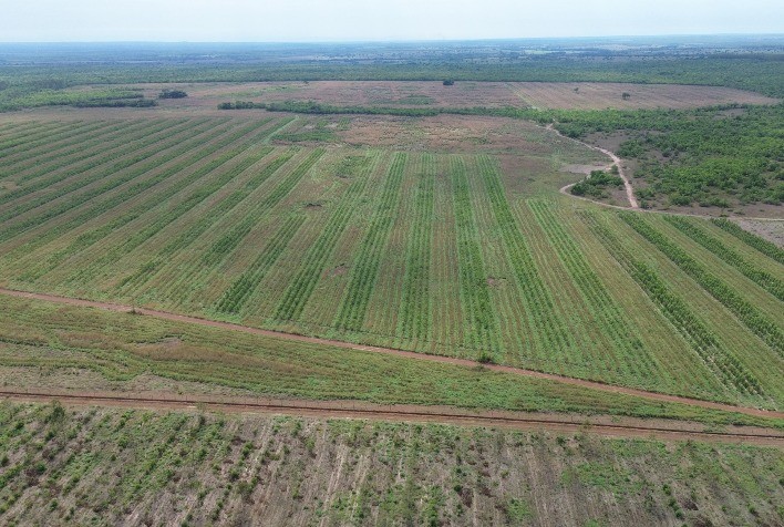 Reflorestamento ganha força no Brasil e abre novas oportunidades para produtores e empresas do agronegócio