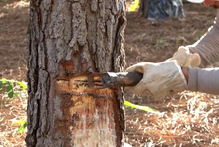 Pesquisa da UFLA aponta grande potencial de Minas Gerais para cultivo de pinus e produção de resina