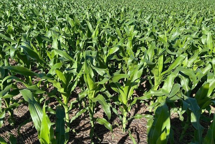 Sipcam Nichino lança herbicida inovador para controle avançado de plantas daninhas no milho