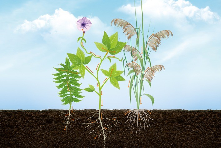 Resistência de plantas daninhas desafia lavouras brasileiras e exige manejo mais estratégico