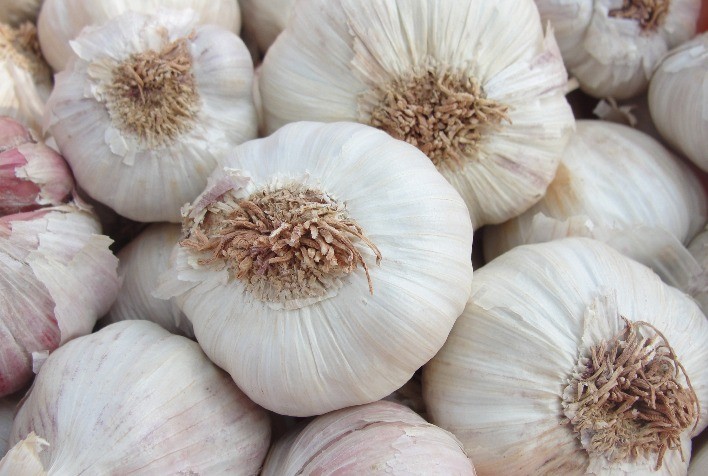 Colheita de Alho em São Marcos Está Próxima e Vendas Devem Começar em Janeiro