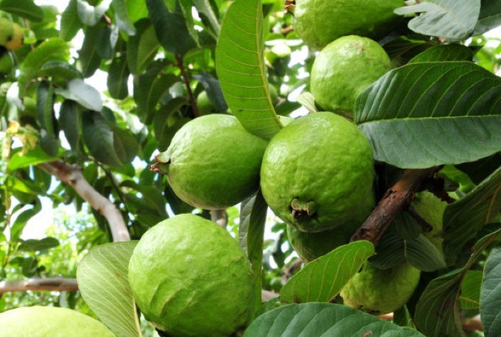 Paraná lidera avanço da produção de goiaba e representa 10,8% da colheita nacional