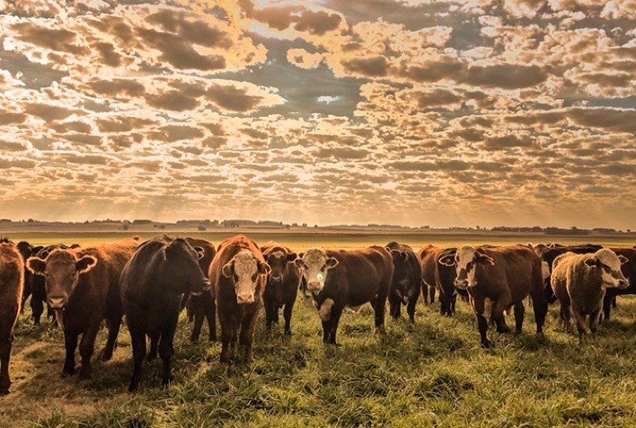Cotações do boi gordo seguem firmes no Brasil com expectativa de demanda aquecida em dezembro