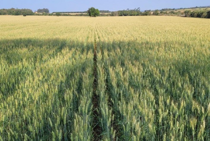 Biotecnologia impulsiona produtividade do trigo no Sul do Brasil