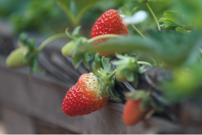 Alta nas temperaturas e pragas desafiam produtores de morango no Rio Grande do Sul