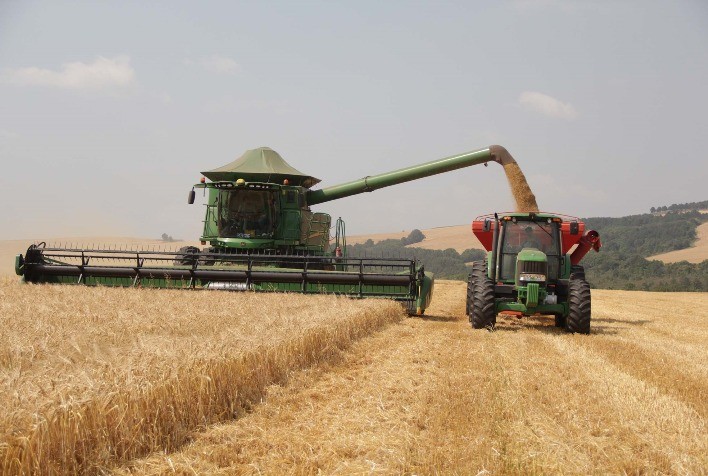 Rio Grande do Sul conclui colheita de cevada com alta produtividade e grãos de qualidade para malteação