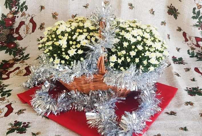 Mercado de flores deve encerrar 2025 com alta entre 6% e 8%, impulsionado pelas vendas de fim de ano