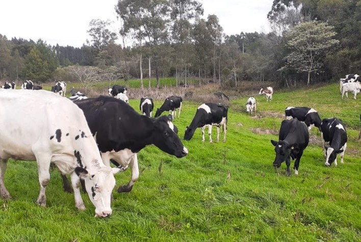 Setor leiteiro enfrenta crise em 2025, e Gadolando defende medidas urgentes para recuperação em 2026
