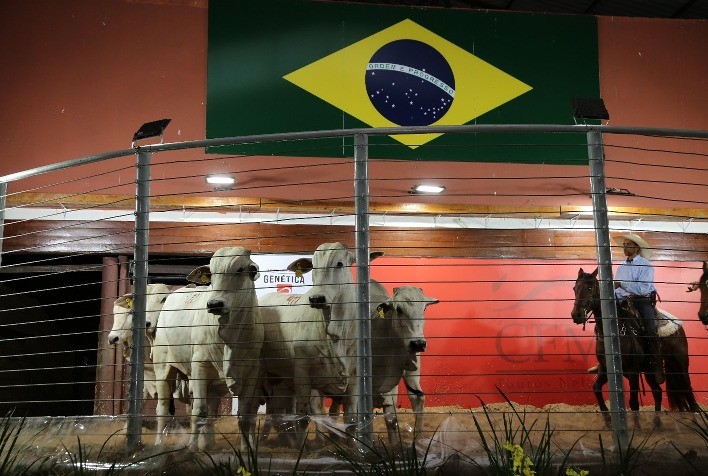 Agro-Pecuária CFM comercializa 1.136 touros Nelore CEIP em leilões de 2025 com faturamento de R$ 15 milhões