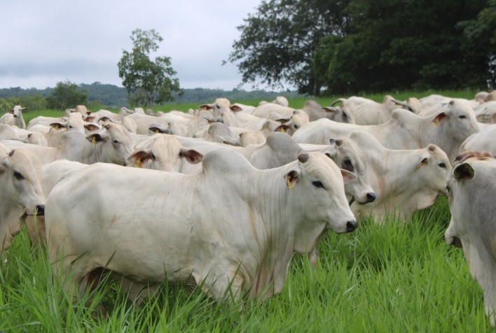 Valorização da arroba impulsiona investimentos em recuperação de pastagens na pecuária brasileira
