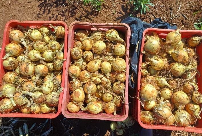 Chelsea F1: variedade precoce de cebola amplia produtividade e qualidade nas lavouras brasileiras