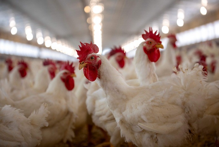 Saúde das aves garante qualidade do frango e do peru nas ceias de fim de ano