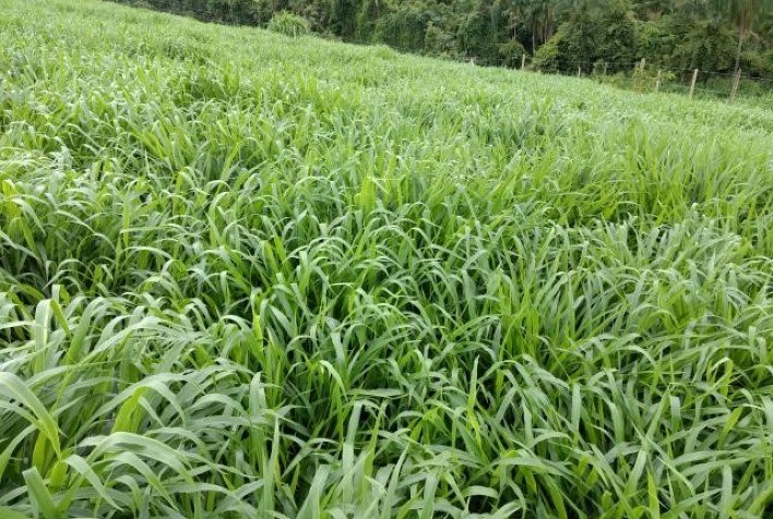 Baixa umidade reduz crescimento das pastagens e preocupa pecuaristas no Rio Grande do Sul