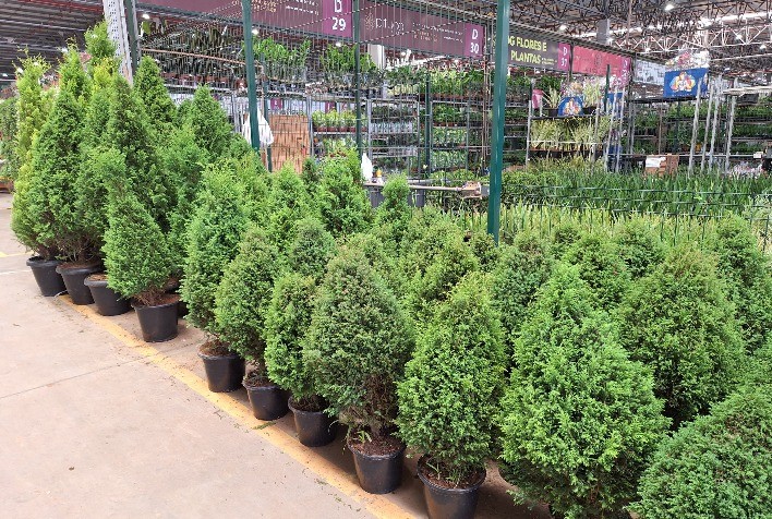 Festas de fim de ano impulsionam em 30% as vendas de flores e plantas ornamentais