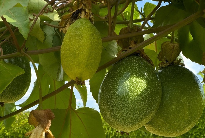 Produtores de maracujá enfrentam aumento de casos de mancha oleosa e buscam soluções integradas para o controle da doença