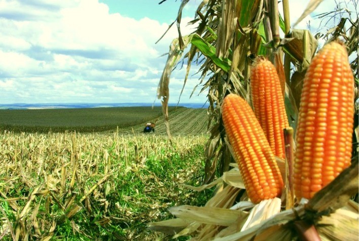 Biotecnologia impulsiona produtividade do milho e fortalece sustentabilidade no agronegócio brasileiro