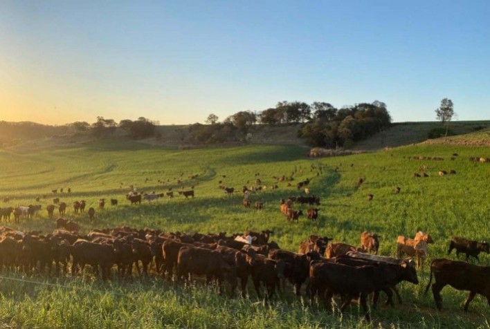 Procura por imóveis rurais dispara em dezembro com foco em lavoura e pecuária