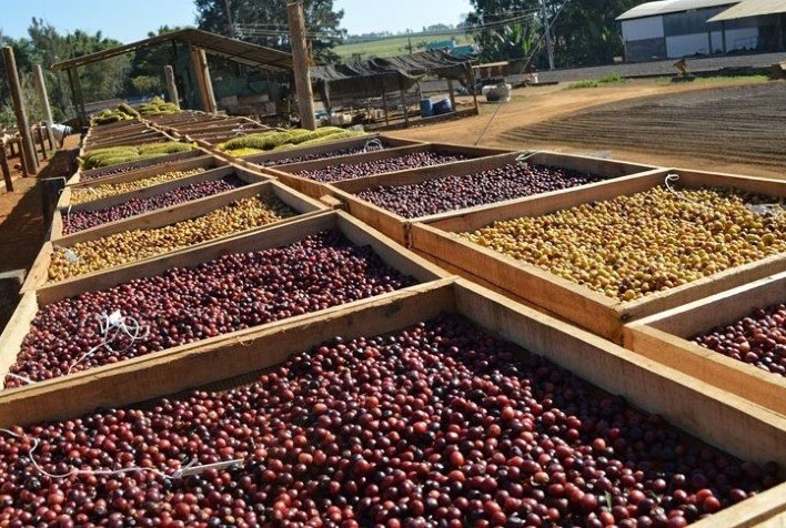 Leilão Cup of Excellence 2025 arrecada R$ 1,8 milhão com cafés especiais brasileiros