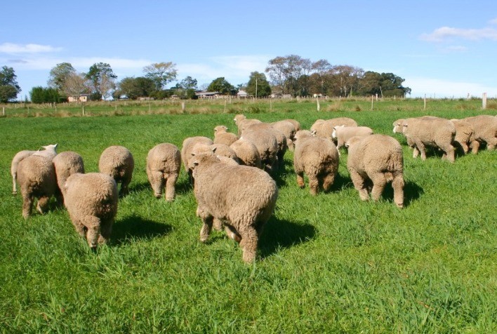 Ovinocultura cresce em 2025 e Arco projeta 2026 com maior integração e profissionalização