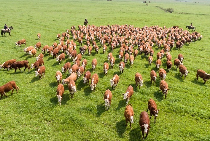 Conexão Delta G encerra 2025 com avanços em seleção genômica e fortalecimento do melhoramento genético