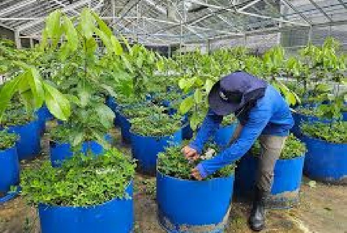 Embrapa desenvolve projeto pioneiro para cultivo sustentável do pau-rosa na Amazônia