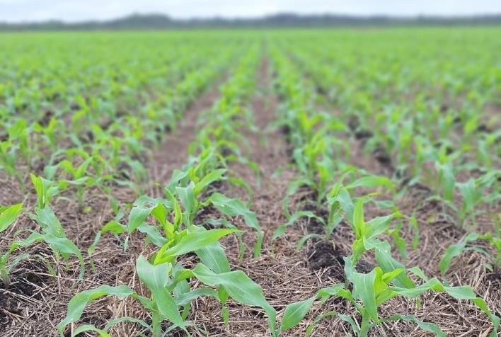 Nova mistura herbicida controla mais de 90% das plantas daninhas e eleva produtividade do milho, mostra pesquisa da UFPR