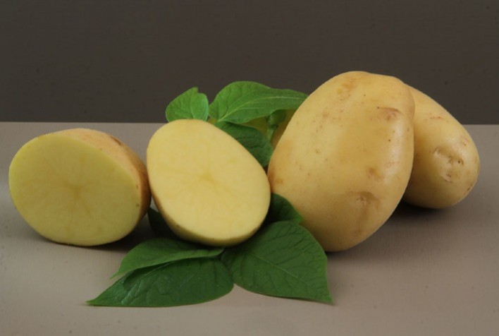 Embrapa lança nova batata ‘BRS F21 Braschips’ para a indústria de chips e batata-palha